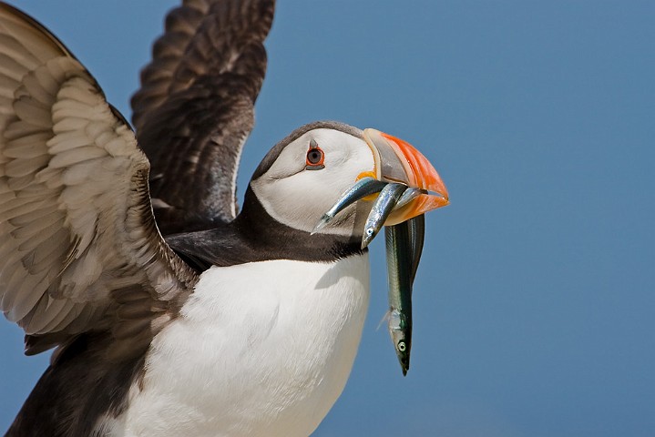 Papageitaucher Fratercula arctica Atlantic Puffin